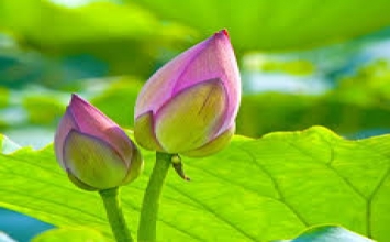 Lời hay ý đẹp